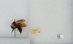 Bombus (Subterraneobombus) appositus by the Smithsonian. Used under a CC0 license.