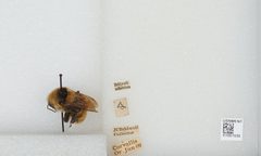 Bombus (Subterraneobombus) appositus by the Smithsonian. Used under a CC0 license.