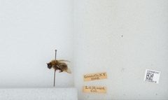 Bombus (Psithyrus) ashtoni by the Smithsonian. Used under a CC0 license.