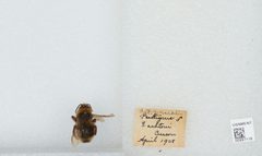 Bombus (Psithyrus) ashtoni by the Smithsonian. Used under a CC0 license.