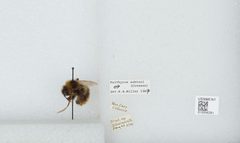 Bombus (Psithyrus) ashtoni by the Smithsonian. Used under a CC0 license.
