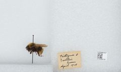 Bombus (Psithyrus) ashtoni by the Smithsonian. Used under a CC0 license.