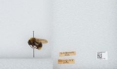 Bombus (Psithyrus) ashtoni by the Smithsonian. Used under a CC0 license.