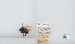 Bombus (Psithyrus) ashtoni by the Smithsonian. Used under a CC0 license.
