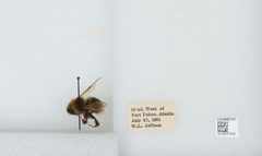 Bombus (Psithyrus) ashtoni by the Smithsonian. Used under a CC0 license.