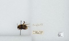Bombus (Psithyrus) ashtoni by the Smithsonian. Used under a CC0 license.