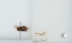 Bombus (Psithyrus) ashtoni by the Smithsonian. Used under a CC0 license.