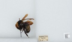 Bombus (Bombias) auricomus by the Smithsonian. Used under a CC0 license.