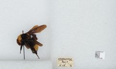 Bombus (Bombias) auricomus by the Smithsonian. Used under a CC0 license.