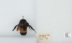 Bombus (Bombias) auricomus by the Smithsonian. Used under a CC0 license.