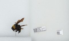 Bombus (Bombias) auricomus by the Smithsonian. Used under a CC0 license.