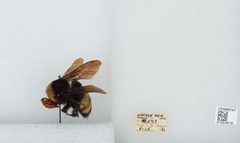 Bombus (Bombias) auricomus by the Smithsonian. Used under a CC0 license.