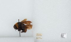 Bombus (Bombias) auricomus by the Smithsonian. Used under a CC0 license.