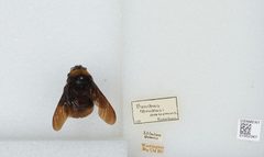 Bombus (Bombias) auricomus by the Smithsonian. Used under a CC0 license.