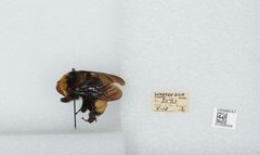 Bombus (Bombias) auricomus by the Smithsonian. Used under a CC0 license.
