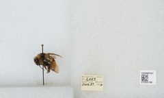 Bombus (Pyrobombus) bifarius by the Smithsonian. Used under a CC0 license.