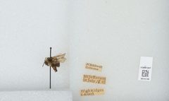 Bombus (Pyrobombus) bifarius by the Smithsonian. Used under a CC0 license.