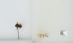 Bombus bifarius nearcticus by the Smithsonian. Used under a CC0 license.