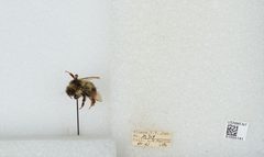 Bombus bifarius nearcticus by the Smithsonian. Used under a CC0 license.