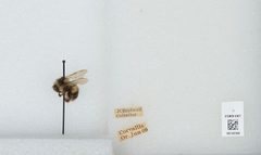 Bombus (Pyrobombus) bifarius by the Smithsonian. Used under a CC0 license.