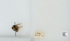 Bombus (Pyrobombus) bifarius by the Smithsonian. Used under a CC0 license.