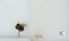 Bombus bifarius nearcticus by the Smithsonian. Used under a CC0 license.