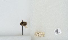 Bombus bifarius nearcticus by the Smithsonian. Used under a CC0 license.