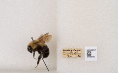 Bombus bimaculatus by the Smithsonian. Used under a CC0 license.