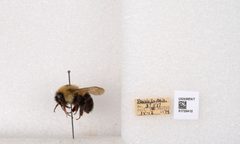 Bombus bimaculatus by the Smithsonian. Used under a CC0 license.