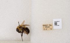 Bombus bimaculatus by the Smithsonian. Used under a CC0 license.
