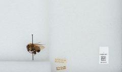 Bombus (Pyrobombus) bimaculatus by the Smithsonian. Used under a CC0 license.