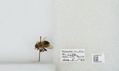 Bombus (Pyrobombus) bimaculatus by the Smithsonian. Used under a CC0 license.
