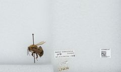 Bombus (Pyrobombus) bimaculatus by the Smithsonian. Used under a CC0 license.