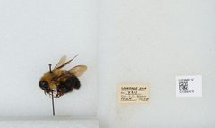 Bombus (Pyrobombus) bimaculatus by the Smithsonian. Used under a CC0 license.