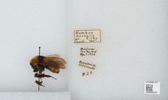 Bombus (Subterraneobombus) borealis by the Smithsonian. Used under a CC0 license.