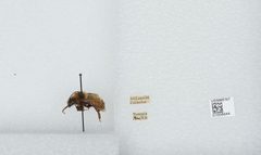 Bombus (Subterraneobombus) borealis by the Smithsonian. Used under a CC0 license.