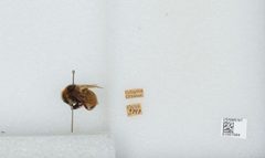 Bombus (Subterraneobombus) borealis by the Smithsonian. Used under a CC0 license.