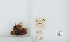 Bombus (Subterraneobombus) borealis by the Smithsonian. Used under a CC0 license.