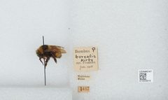 Bombus (Subterraneobombus) borealis by the Smithsonian. Used under a CC0 license.
