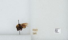 Bombus (Subterraneobombus) borealis by the Smithsonian. Used under a CC0 license.