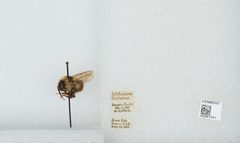 Bombus (Subterraneobombus) borealis by the Smithsonian. Used under a CC0 license.