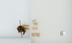 Bombus (Subterraneobombus) borealis by the Smithsonian. Used under a CC0 license.