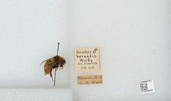 Bombus (Subterraneobombus) borealis by the Smithsonian. Used under a CC0 license.