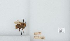 Bombus (Fervidobombus) californicus by the Smithsonian. Used under a CC0 license.