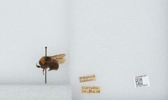 Bombus (Fervidobombus) californicus by the Smithsonian. Used under a CC0 license.