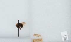 Bombus (Fervidobombus) californicus by the Smithsonian. Used under a CC0 license.