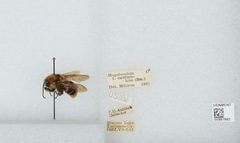 Bombus (Fervidobombus) californicus by the Smithsonian. Used under a CC0 license.