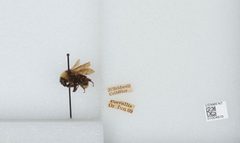 Bombus (Fervidobombus) californicus by the Smithsonian. Used under a CC0 license.