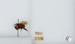 Bombus (Fervidobombus) californicus by the Smithsonian. Used under a CC0 license.