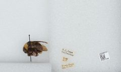 Bombus (Fervidobombus) californicus by the Smithsonian. Used under a CC0 license.